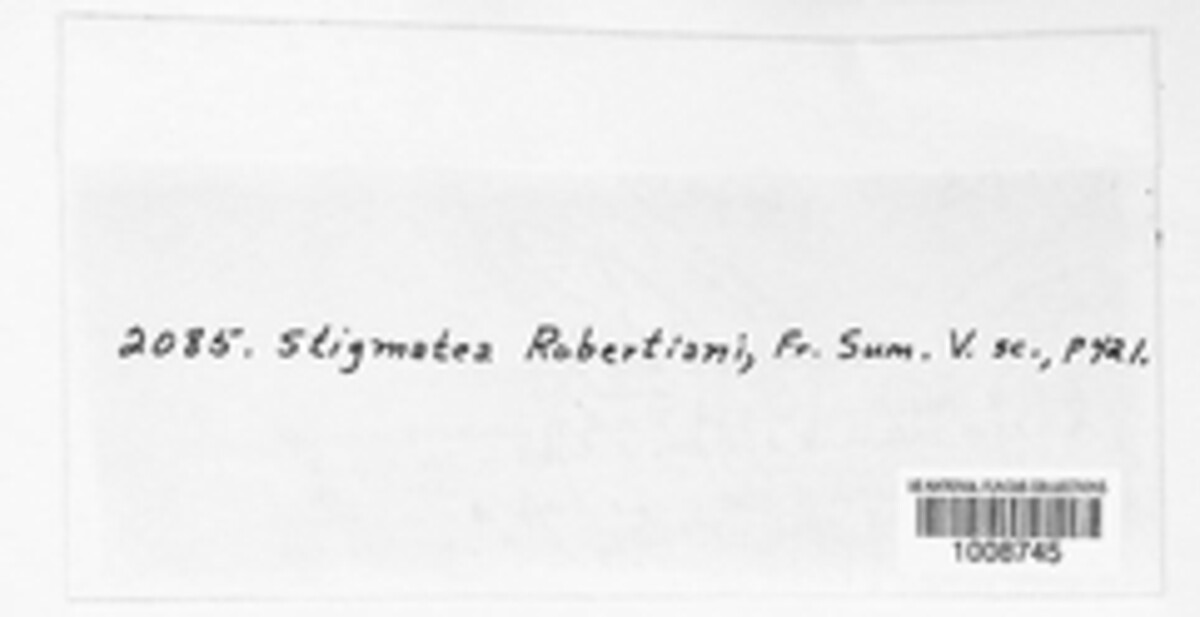 Coleroa robertiani image